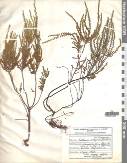 VOR 00014867