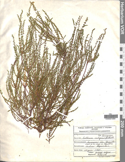 VOR 00014868