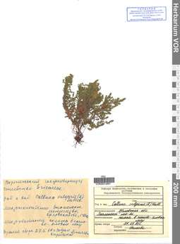 VOR 00014891