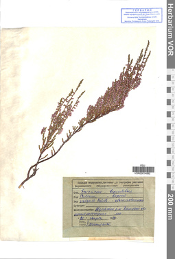 VOR 00014892