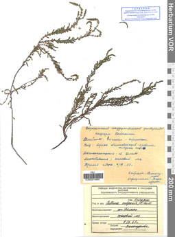 VOR 00014895