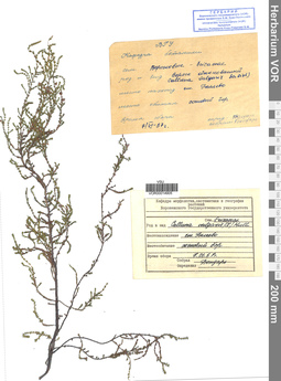 VOR 00014905