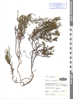VOR 00014910