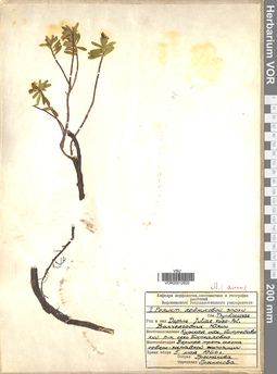 VOR 00012620