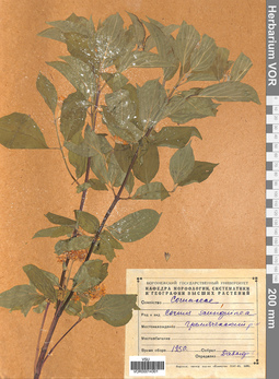 VOR 00014301