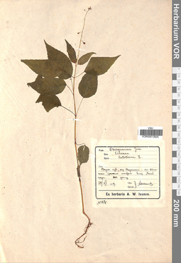 VOR 00013925