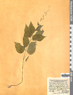 VOR 00013927