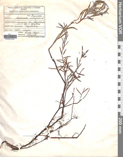 VOR 00014353