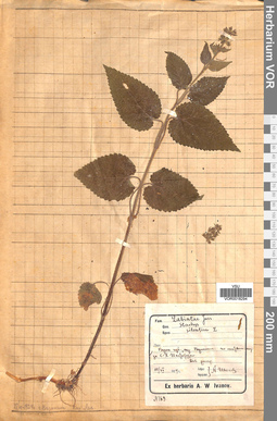 VOR 0018294