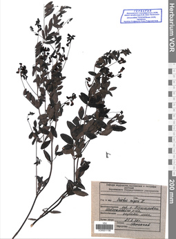 VOR 0011196