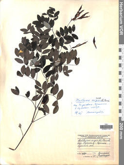 VOR 0011197