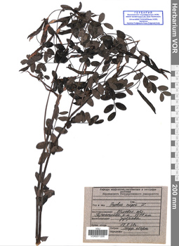VOR 0011205