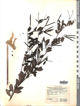 VOR 0039759