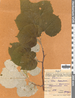 VOR 0012881