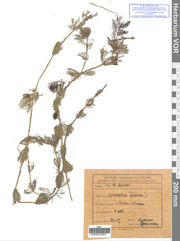 VOR 0014874