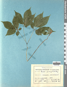VOR 0014589