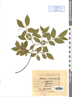 VOR 0012239