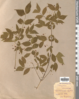 VOR 0012250