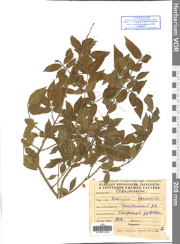 VOR 0012254