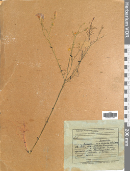 VOR 0011397