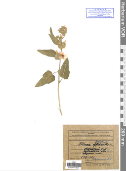 VOR 0012922