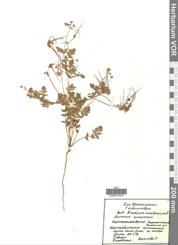 VOR 0010976