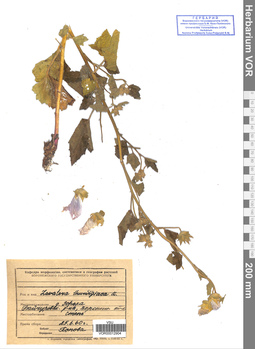 VOR 0012904