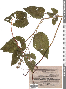 VOR 0018302