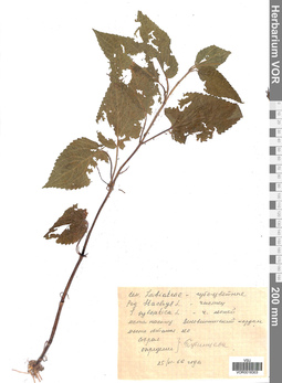 VOR 0018303