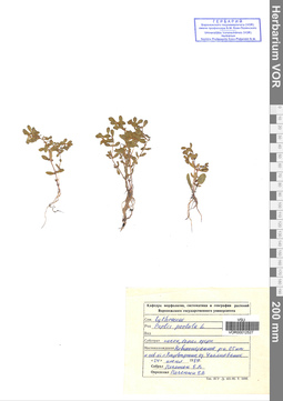 VOR 00012527