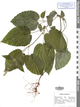 VOR 0040026