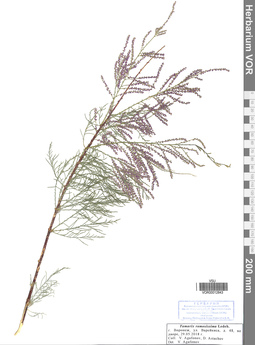 VOR 0012843