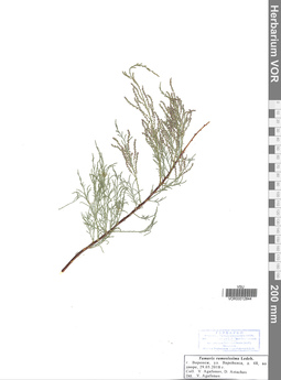VOR 0012844