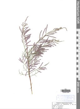 VOR 0012845