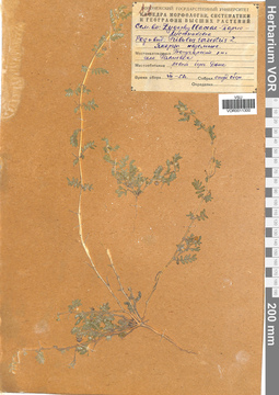 VOR 0011300