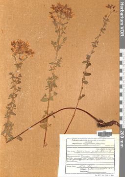 VOR 00012995