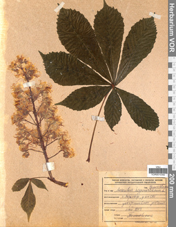 VOR 0010392