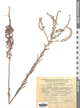 VOR 0016091