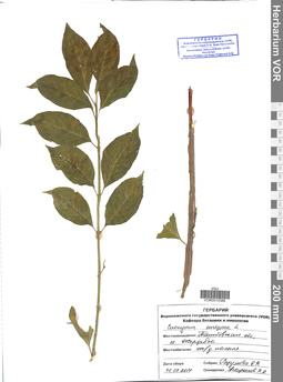 VOR 0010388