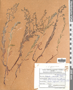 VOR 0016095