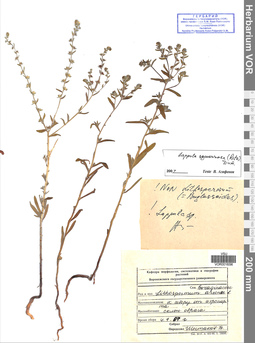 VOR 0016096