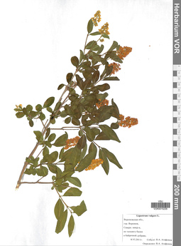 VOR 0015235