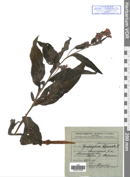 VOR 0016363