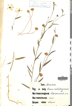 VOR 0011577