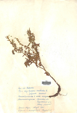 VOR 0019645