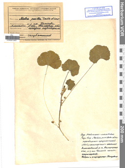 VOR 0012951
