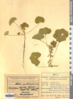 VOR 0012952