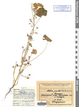 VOR 0012954