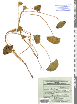 VOR 0012963