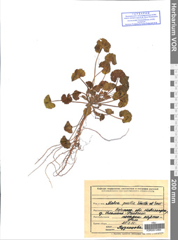 VOR 0012964